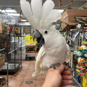 Umbrella Cockatoos for Sale | Healthy Pet Birds