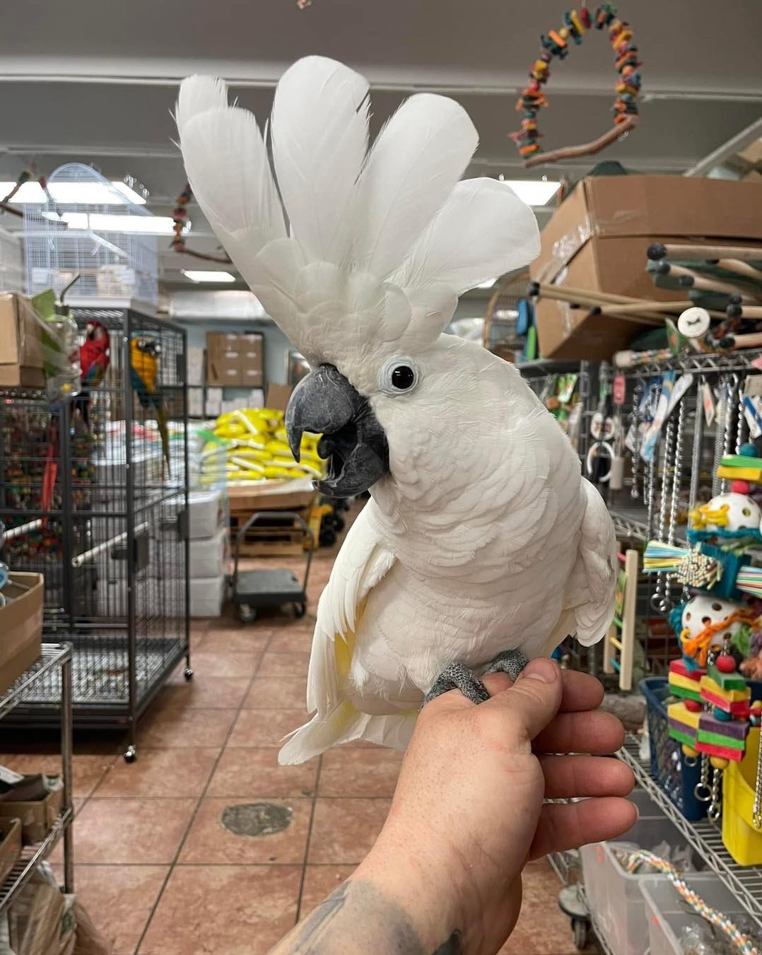 Umbrella Cockatoos for Sale | Healthy Pet Birds