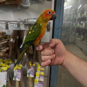 Sun Conure Parrot for Sale | Healthy & Hand-Raised