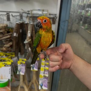 Sun Conure Parrot for Sale | Healthy & Hand-Raised