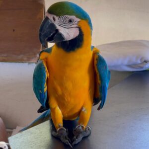 Blue & Gold Macaw for Adoption | Rescue Parrots