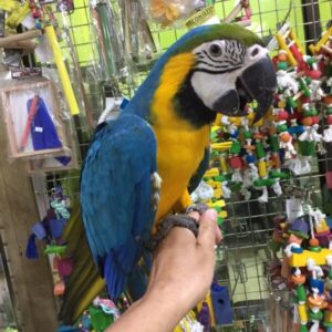 Macaw Parrot for Adoption | Loving & Exotic Birds