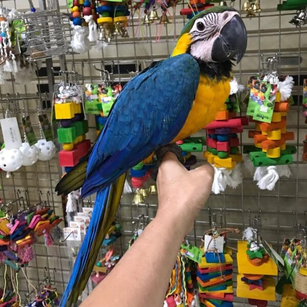 Macaw Parrot for Adoption | Loving & Exotic Birds