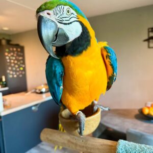 Blue & Gold Macaw Parrots for Sale | Exotic Pets