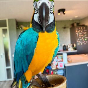 Blue & Gold Macaw Parrots for Sale | Exotic Pets