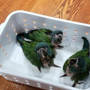Hahn’s Macaw for Sale