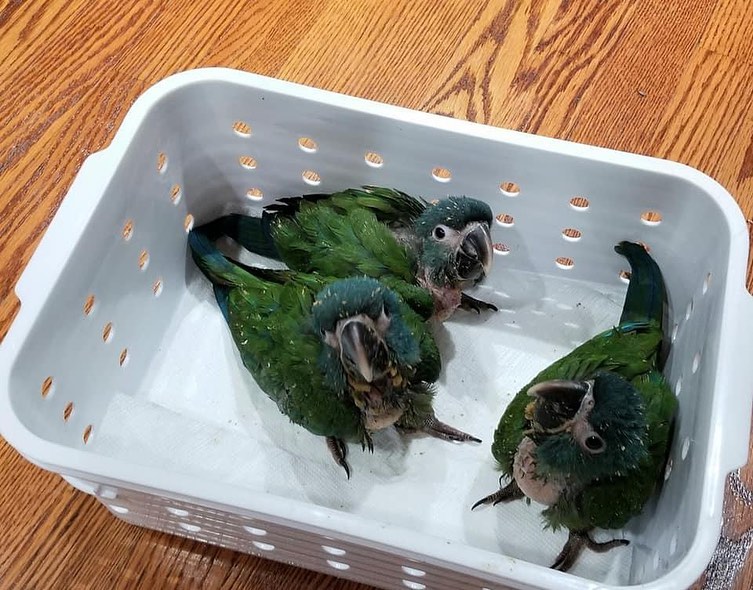 Hahn’s Macaw for sale