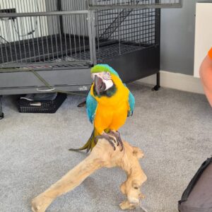 Adopt Blue and Gold Macaw | Friendly Exotic Birds