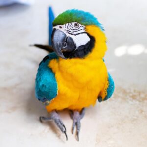 Blue and Gold Macaw For Sale | Trusted Breeders