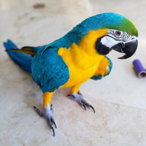 Blue and Gold Macaw For Sale | Trusted Breeders
