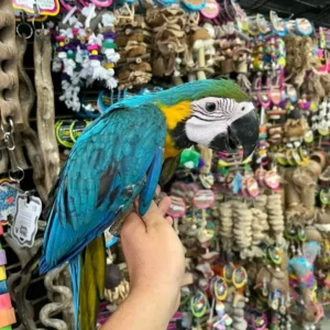 Blue-and-Yellow Macaw Parrots for Sale | Daniel Max Bird