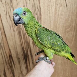 Buy Amazon Parrots Online | Friendly Pet Birds for Sale