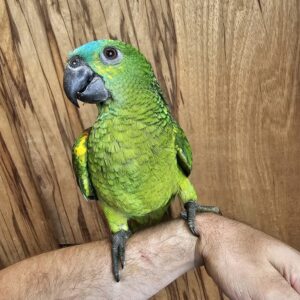 Buy Amazon Parrots Online | Friendly Pet Birds for Sale