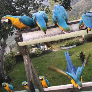 Buy Blue & Gold Macaw Parrots | Friendly Pet Birds