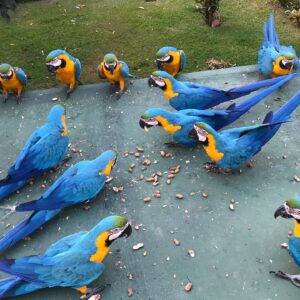 Buy Blue & Gold Macaw Parrots | Friendly Pet Birds