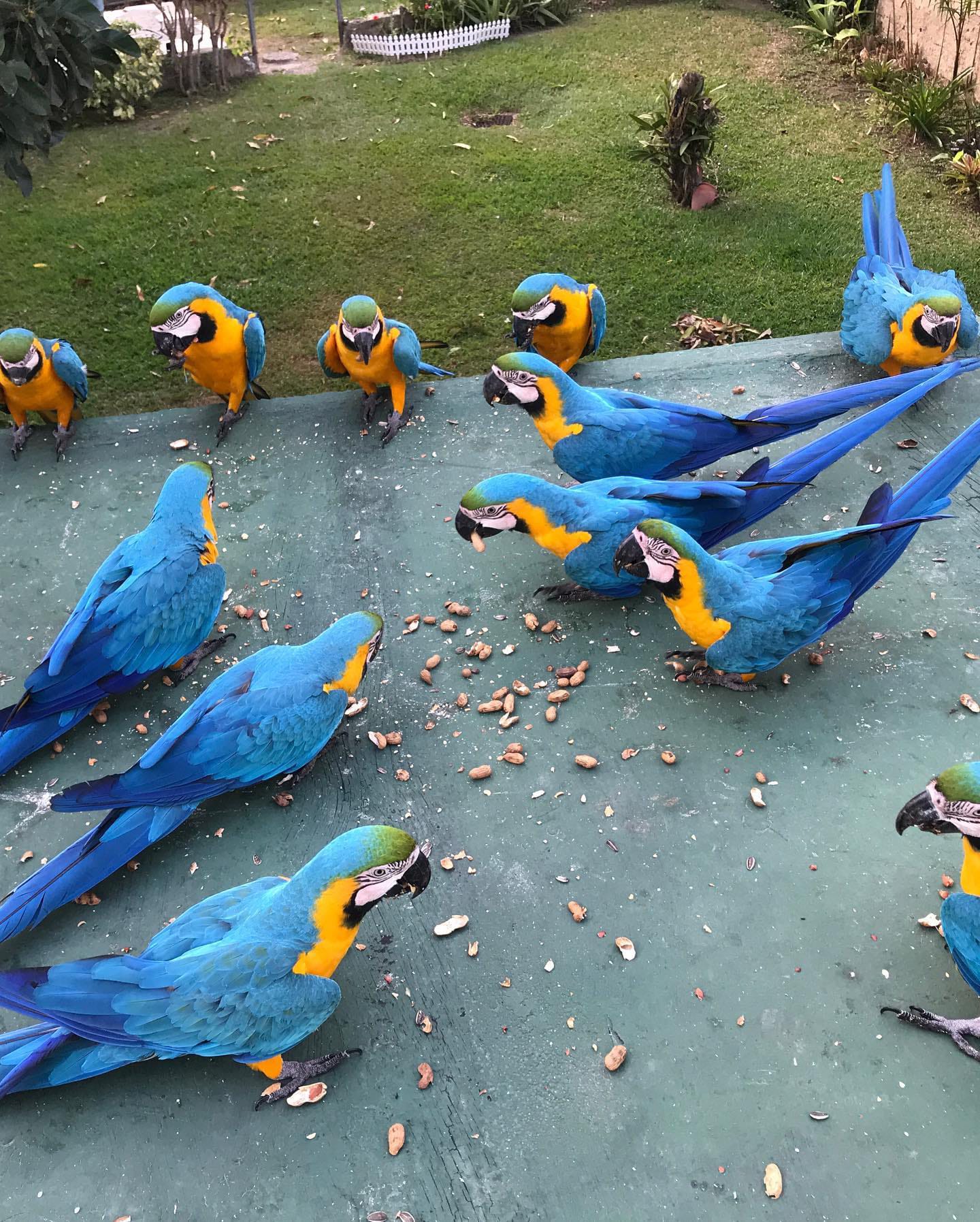 Buy Blue & Gold Macaw Parrots