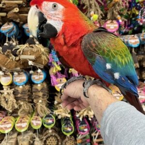 Camelot Macaw Parrot | Colorful Hybrid Pet Bird