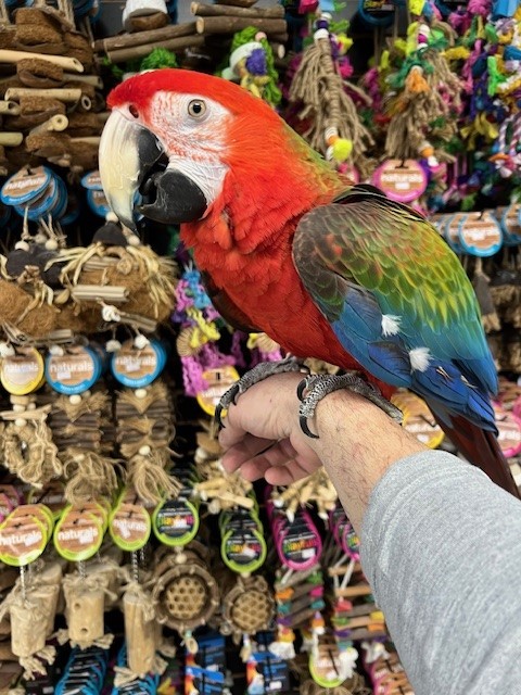 Camelot Macaw Parrot | Colorful Hybrid Pet Bird