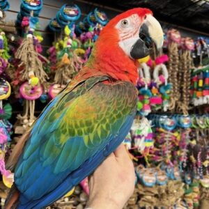 Camelot Macaw Parrot | Colorful Hybrid Pet Bird
