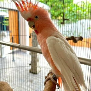 Major Mitchell Cockatoo For Sale