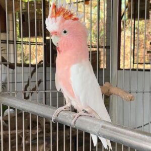 Major Mitchell Cockatoo For Sale