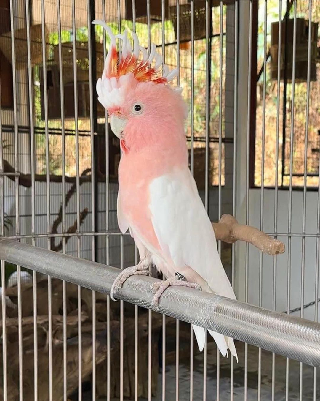 Pink Cockatoo