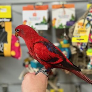 Red Lorikeet | Colorful & Exotic Parrot Species