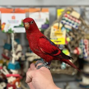 Red Lorikeet | Colorful & Exotic Parrot Species