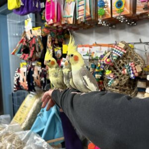 Cockatiels | Friendly & Intelligent Pet Birds