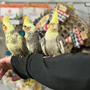 Cockatiels | Friendly & Intelligent Pet Birds