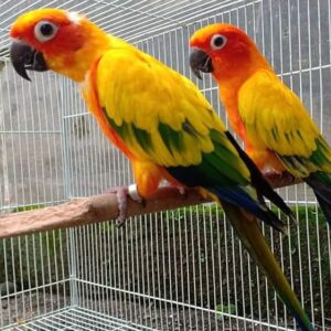 Queen of Bavaria Conures parrots for sale