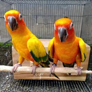 Queen of Bavaria Conures parrots for sale
