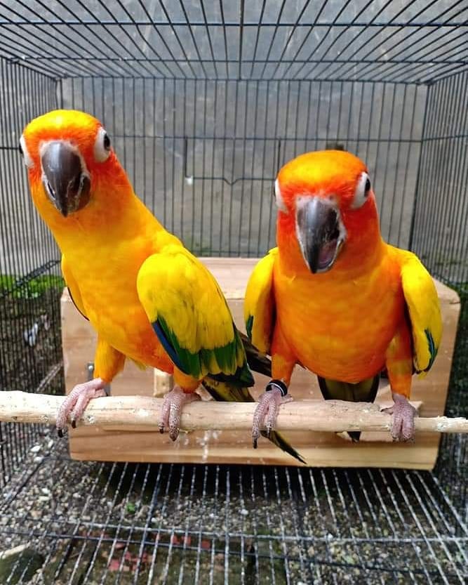Rare Pair – Queen of Bavaria Conures for Sale 🦜🦜💛💚 | Beautiful & Exotic Parrots Meet this exceptional pair of Queen of Bavaria Conures, also known as Golden Conures—one of the rarest and most striking parrots in the world. With their bright golden-yellow plumage and playful personalities, this bonded male and female pair is truly a unique addition to any home or aviary. Bird Details: Name: Pair (Male & Female) Breed: Queen of Bavaria Conures (Golden Conures) Age: 8 Months Old Gender: Male & Female (DNA Tested Pair) Price: £800 (Pair) These parrots have been raised together in a clean and nurturing environment, ensuring strong bonding and compatibility. They are tame, healthy, and well-socialized. What Comes with the Pair: Spacious cage or aviary setup Ownership papers for both birds DNA-tested certificates Playing toys 1-year health warranty Certificates of Veterinary Inspection Microchipped for safety and identification We also offer 100% reliable home delivery, ensuring both birds arrive safely and stress-free to their new home.