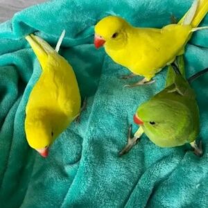 Indian Ringneck Parrots | Colorful & Intelligent Birds