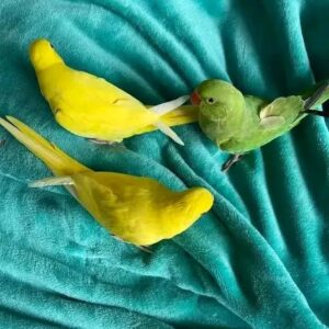 Indian Ringneck Parrots | Colorful & Intelligent Birds