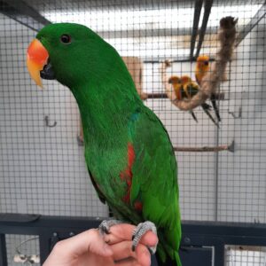 Buy Solomon Island Eclectus | Trusted Breeders