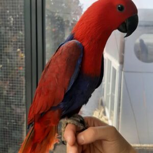 Solomon Eclectus Parrot for Sale | Hand-Raised Birds