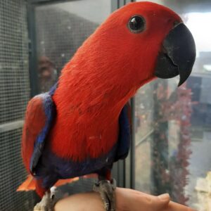 Solomon Eclectus Parrot for Sale | Hand-Raised Birds