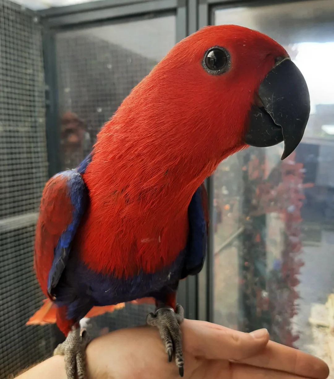 Wanda – Solomon Island Eclectus Parrot for Sale | Healthy & Hand-Raised Companion Meet Wanda, a breathtaking Solomon Island Eclectus Parrot, known for her vibrant colors, calm temperament, and intelligent nature. With her striking appearance and gentle personality, Wanda is a perfect exotic companion ready for a loving home. Bird Details: Name: Wanda Breed: Solomon Island Eclectus Parrot Age: 8 Months Old Gender: Female Price: £950 Wanda has been hand-raised in a clean and nurturing environment, making her tame, friendly, and well-socialized. She enjoys attention, calm interaction, and bonding closely with her owner. What Comes with Wanda: Spacious cage Ownership papers DNA-tested certificate Playing toys 1-year health warranty Certificate of Veterinary Inspection Microchipped for safety and identification We also offer 100% reliable home delivery, ensuring Wanda arrives safely and stress-free to her new home.