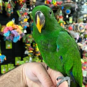 Solomon Island Eclectus for Sale | Healthy Parrots