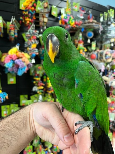 Wanda – Solomon Island Eclectus Parrot for Sale 🦜❤️💙💚 | Healthy & Hand-Raised Companion Meet Wanda, a breathtaking Solomon Island Eclectus Parrot, known for her vibrant colors, calm temperament, and intelligent nature. With her striking appearance and gentle personality, Wanda is a perfect exotic companion ready for a loving home. Bird Details: Name: Wanda Breed: Solomon Island Eclectus Parrot Age: 6–12 Months Old Gender: Female Price: £950 Wanda has been hand-raised in a clean and nurturing environment, making her tame, friendly, and well-socialized. She enjoys attention, calm interaction, and bonding closely with her owner. What Comes with Wanda: Spacious cage Ownership papers DNA-tested certificate Playing toys 1-year health warranty Certificate of Veterinary Inspection Microchipped for safety and identification We also offer 100% reliable home delivery, ensuring Wanda arrives safely and stress-free to her new home.