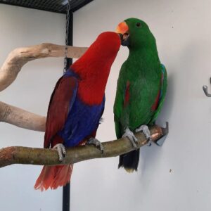 Eclectus Parrots for Sale | Trusted Breeders