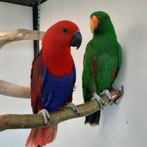 Eclectus Parrots for Sale | Trusted Breeders