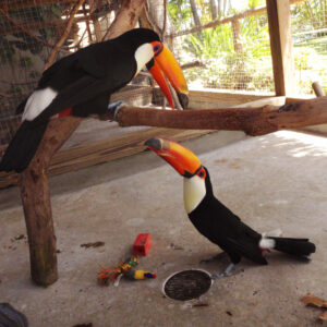 Toucan Parrot Birds | Rare & Beautiful Pets