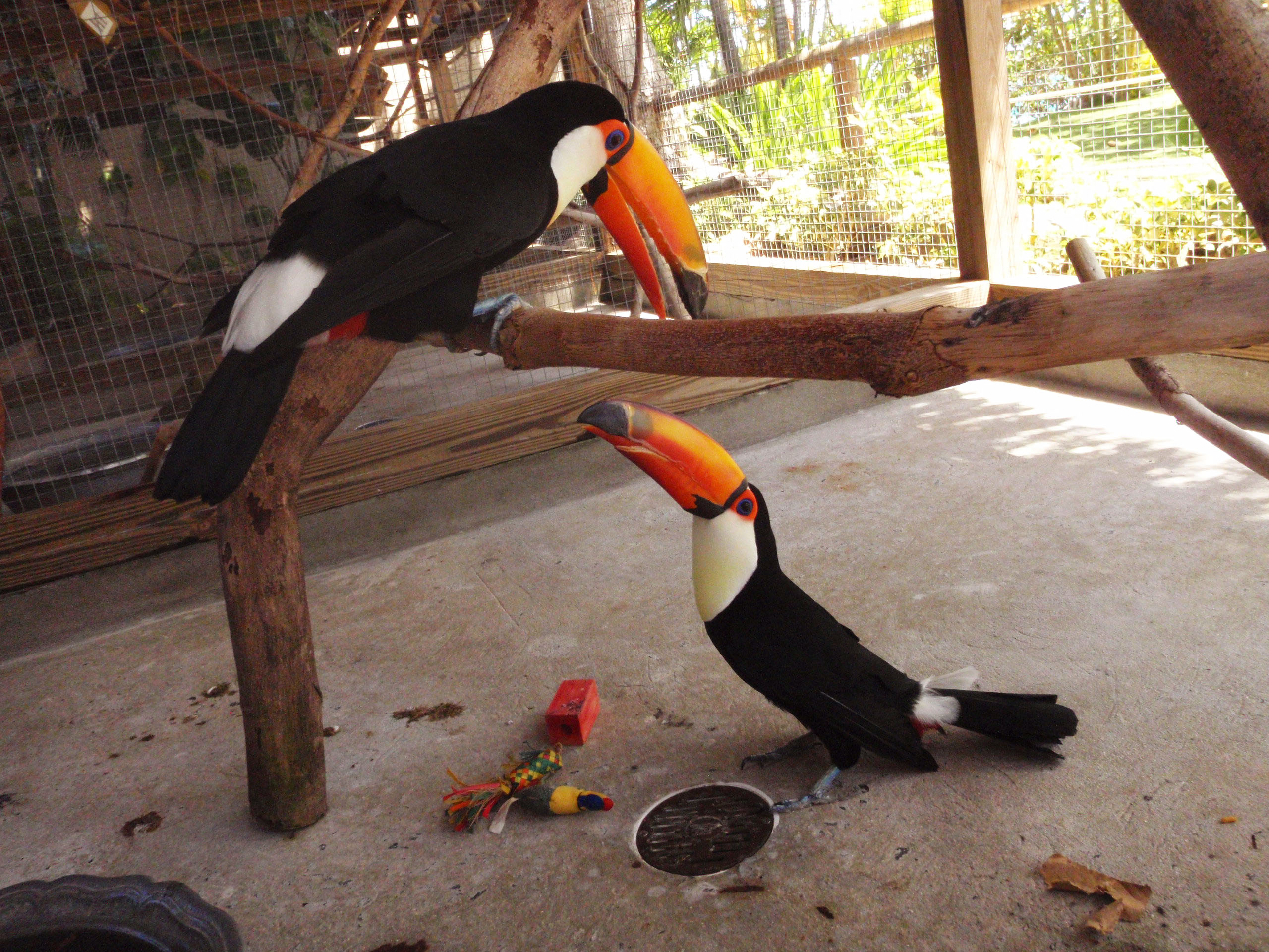 3 Baby Toucan Parrots for Sale 🦜🦜🦜🌈 | Rare & Beautiful Pets Meet this adorable group of 3 baby Toucan Parrots, a rare and eye-catching collection of exotic birds known for their vibrant colors and unique appearance. These young birds are full of curiosity and charm—perfect for experienced bird lovers looking for something truly special. Bird Details: Name: Group of 3 Babies Breed: Toucan Parrots Age: Babies / Hand-Raised Gender: Male & Female (DNA Tested) Price: £2,400 (All 3) These baby toucans have been carefully raised in a clean and nurturing environment, ensuring they are healthy, active, and well-adjusted. What Comes with Each Bird: Spacious cage or aviary setup Ownership papers DNA-tested certificates Playing toys 1-year health warranty Certificate of Veterinary Inspection Microchipped for safety and identification We also offer 100% reliable home delivery, ensuring all birds arrive safely and stress-free to your home.