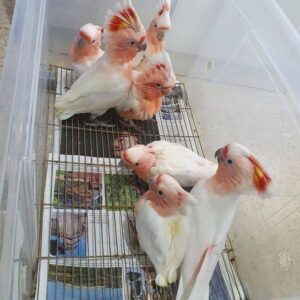 Galah Cockatoos Parrot For Sale
