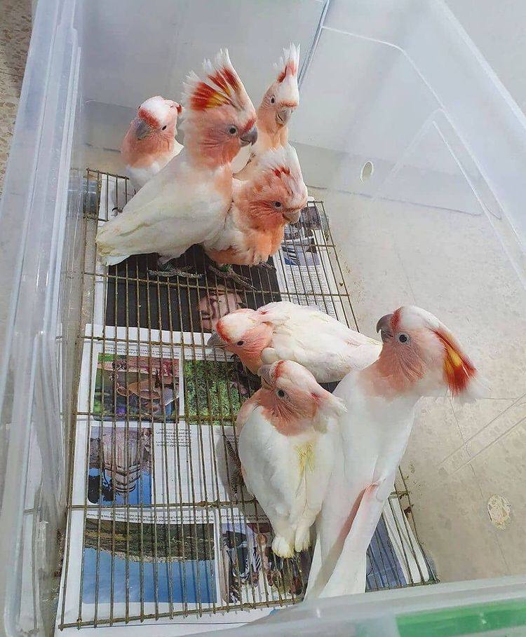 Galah Cockatoos Parrot For Sale