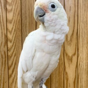 Bare-Eyed Cockatoo Parrot for Sale