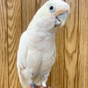 Bare-Eyed Cockatoo Parrot for Sale