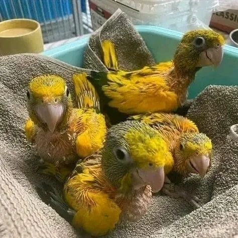 Golden Conure Parrot Babies for Adoption  | Rare & Beautiful Exotic Companions Meet our adorable Golden Conure (Queen of Bavaria) babies, some of the rarest and most sought-after parrots in the world. With their bright golden-yellow feathers and playful personalities, these baby birds are truly special companions ready for loving homes. Bird Details: Name: Baby Golden Conures Breed: Golden Conure (Queen of Bavaria Conure) Age: Babies (Hand-Raised) Gender: Male & Female (DNA Tested) Price: £ 200 Each These babies have been hand-fed and carefully raised, making them tame, affectionate, and well-socialized from an early age. What Comes with Each Baby: Spacious cage Ownership papers DNA-tested certificate Playing toys 1-year health warranty Certificate of Veterinary Inspection Microchipped for safety and identification We also offer 100% reliable home delivery, ensuring your baby bird arrives safely and stress-free.